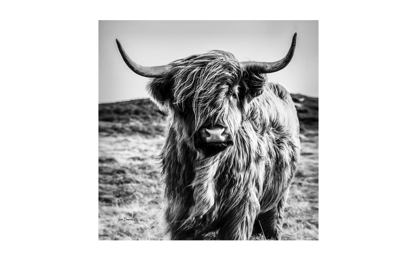 Highland Cow Gallery Wrapped Wall Art | Bob's Discount Furniture ...